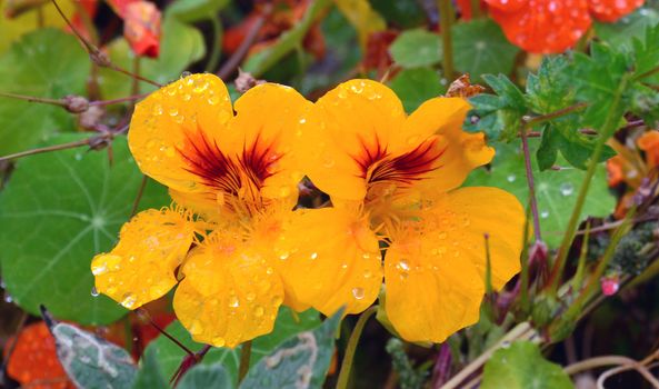 Yellow Nasturtium Tropaeolum flowers with dew drops in a garden