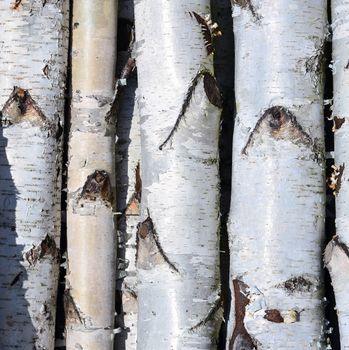 Birch trees trunks, pile of birch logs