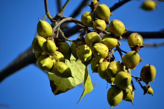 Green fruits from the tree paulownia tomentosa