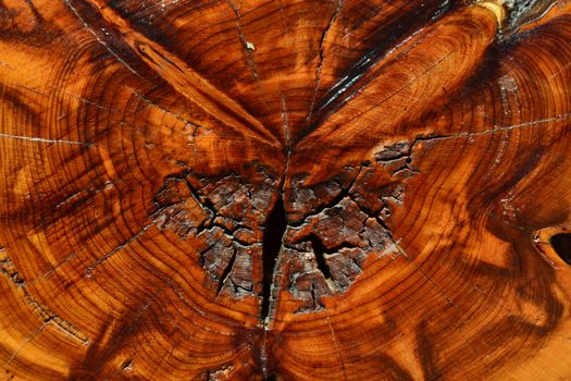 Section of a trunk with annual rings