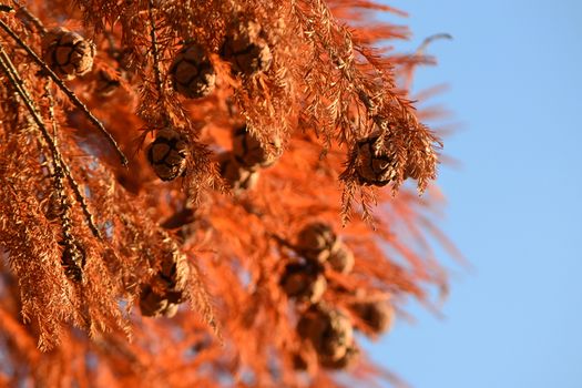 Cones of Bald Cypress (Taxodium distichum) with red autumn foliage
