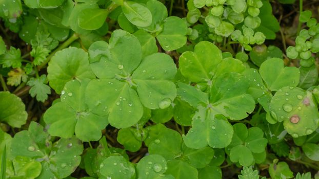 The close up of fresh green clover  leaves plant in garden.