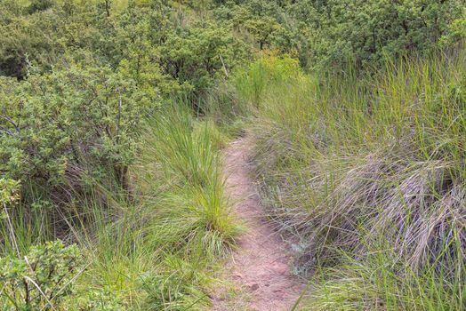 A hiking trail between grass and ouhout trees (leucosidia sericea) at Golden Gate in the Free State Province