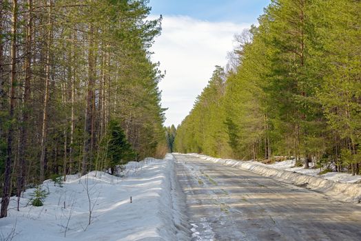 Temporary winter road in puddles of thawed snow among coniferous trees in spring.