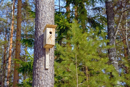 A homemade birdhouse hangs on a tree in a coniferous forest in the spring.