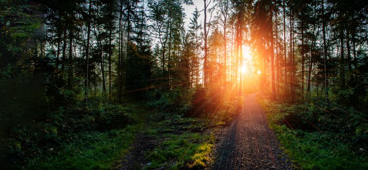 Sunset in forrest with road and green trees. With sun rays