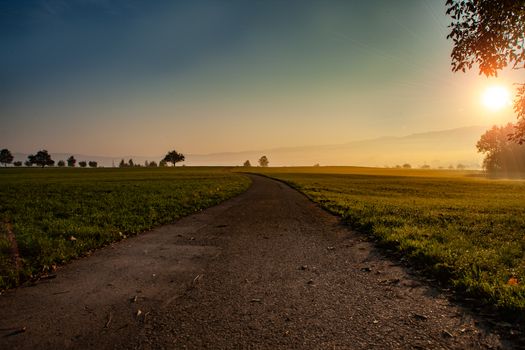 Sunset in forrest with road and green trees. With sun rays