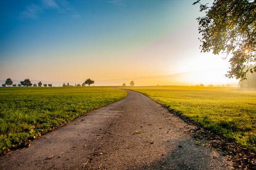 Sunset in forrest with road and green trees. With sun rays