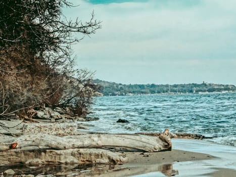 Summer landscape, showing the beauty of the sea combined with bushes and a fallen tree.