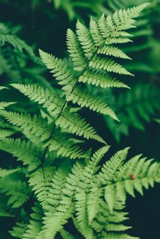 Close up of fern leaves in forest