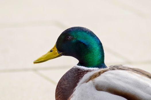 Mallard duck with a gray background in Luxembourg