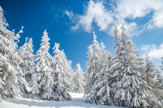 Majestic white spruces trees glowing by sunlight agains dark blue sky. Gorgeous winter scene