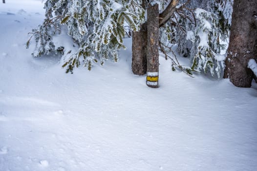 Marked path on tree stem in the winter mountains at sunny day