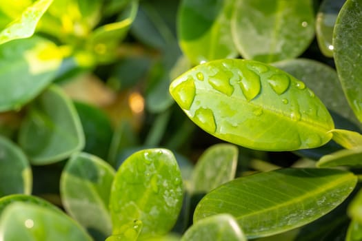 Close Up green leaf under sunlight in the garden. Natural background with copy space.