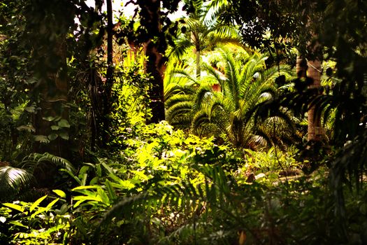 Green tropical forrest with light coming through trees