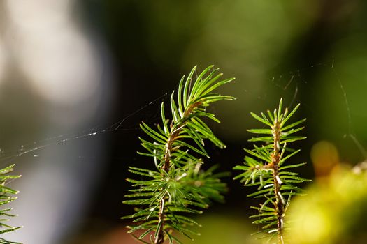 New life in forrest. Growing of new plants with sunlight