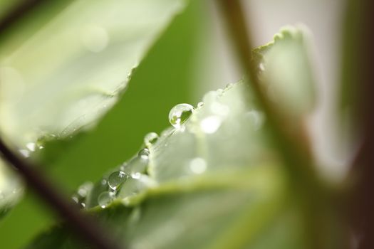 water drops on leaves out in nature with green leafs