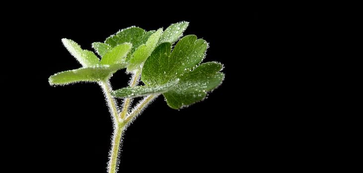 green leafs with water drop in Black background with green leafs