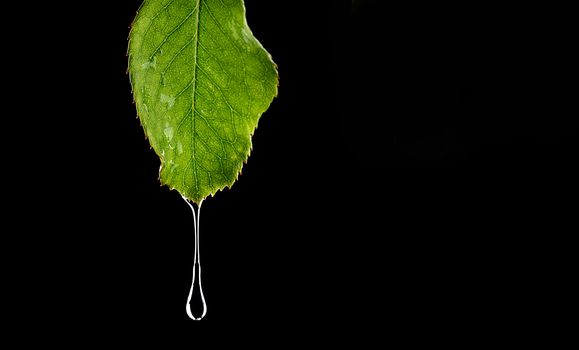 green leafs with water drop in Black background with green leafs