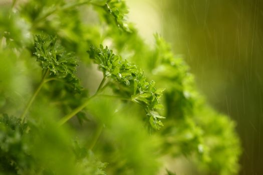 organic parsley and other green vegan ingredients for a healthy meal with water drops