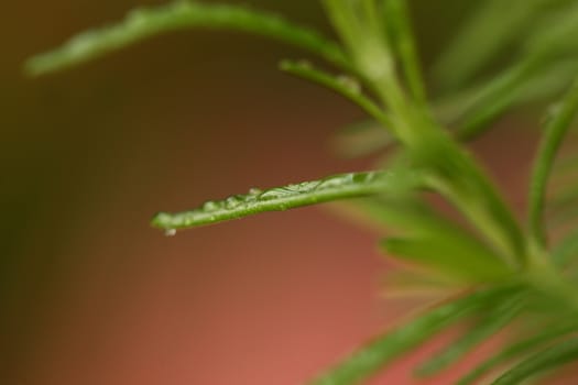 organic parsley and other green vegan ingredients for a healthy meal with water drops