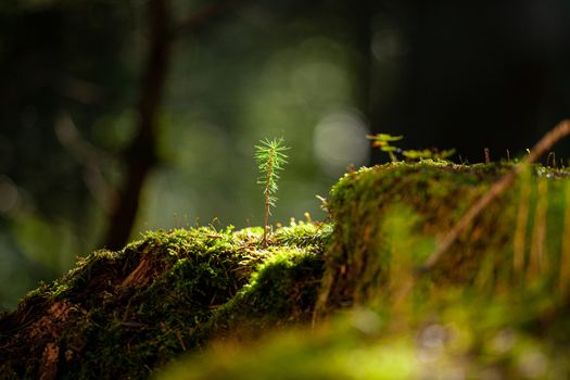 New life grows in a forrest. Pine tree with sunlight