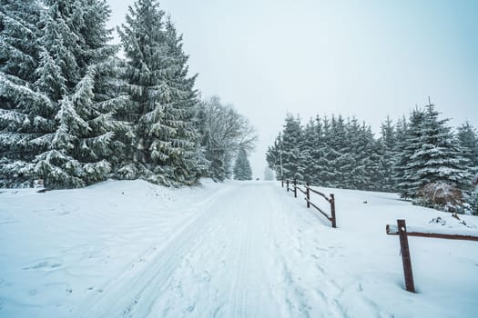 The winding road disappears behind the beautiful juniper tree in the foggy and frosty winter landscape