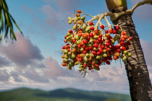 Orange and Green berries on palm trees in the tropics