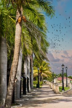 A tropical sidewalk lined with palm trees