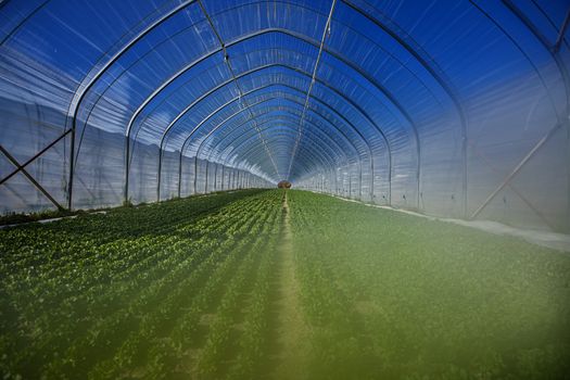 green house with blue sky growing vegetable, with green plants