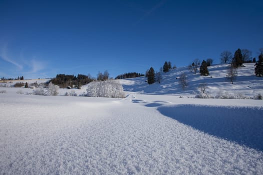 clear blue sky with snow in the mountains of Switzerland, Zugerberg. Trees and fresh snow