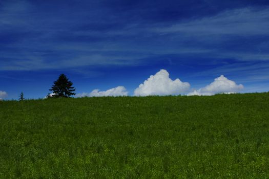 lone tree surviving on top of hill