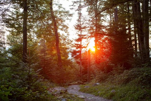 sunset in forrest in the mountains of Switzerland with sun rays