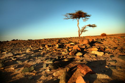 Landscape of the desert near El Gouna, Rocks and single tree in desert