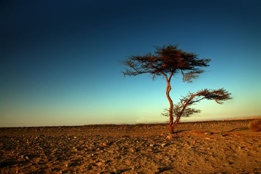 Landscape of the desert near El Gouna, Rocks and single tree in desert