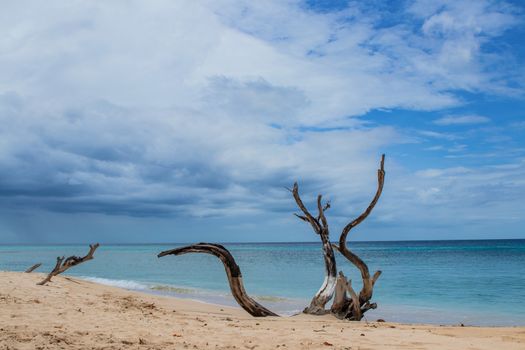 beautiful beach with blue sea on Barbados. Calm scene with palm trees