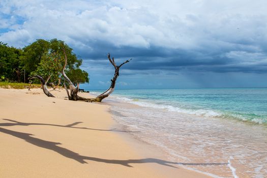 beautiful beach with blue sea on Barbados. Calm scene with palm trees