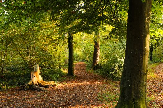 autumn setting in a forrest with sun rays. Green forrest scene