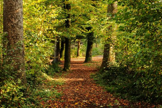 autumn setting in a forrest with sun rays. Green trees and track