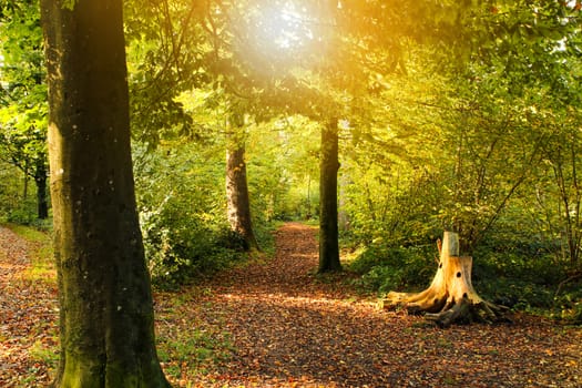 autumn setting in a forrest with sun rays. Green trees and track and sun rays