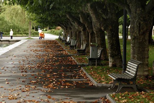 benches on waterfront with tree and falls colors. A quiet mood