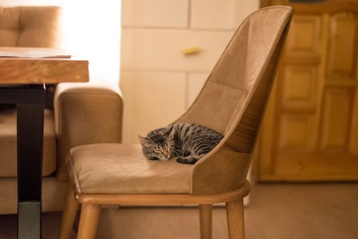 Kitten sleeping on sofa