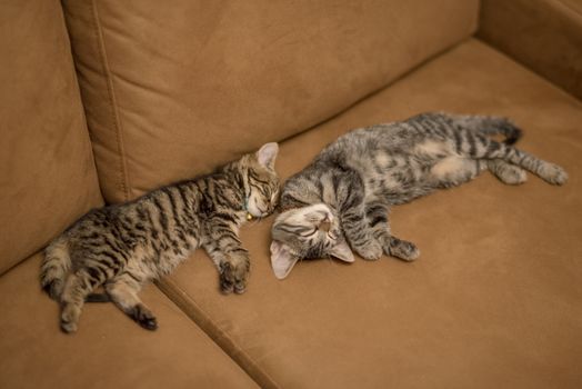 Kitten sleeping on sofa