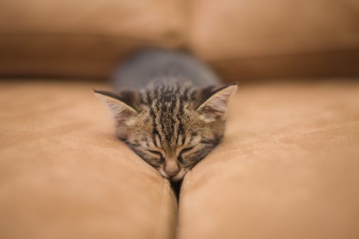 Kitten sleeping on sofa