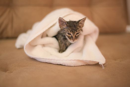 Wet kitten under the towel