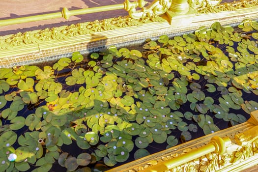 lotus leaves with coins in a pool in a buddhist temple