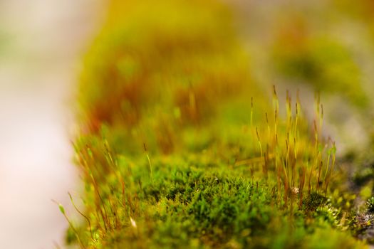 Fresh green and yellow moss with blurred background. Close up view with a small depth of field far away. Stock photography of forest green and yellow moss