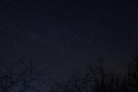 Long exposure night photo. A lot of stars with trees on foreground. Far from the city.