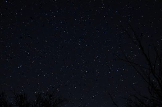 Long exposure night photo. A lot of stars with trees on foreground. Far from the city.