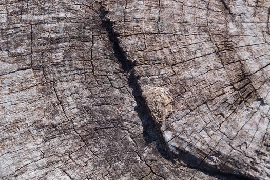 Old wooden texured surface closeup. Moss and relief on surface. Stock photo of old wooden pattern of aged boards with moss. Brown and gray colors on photo.